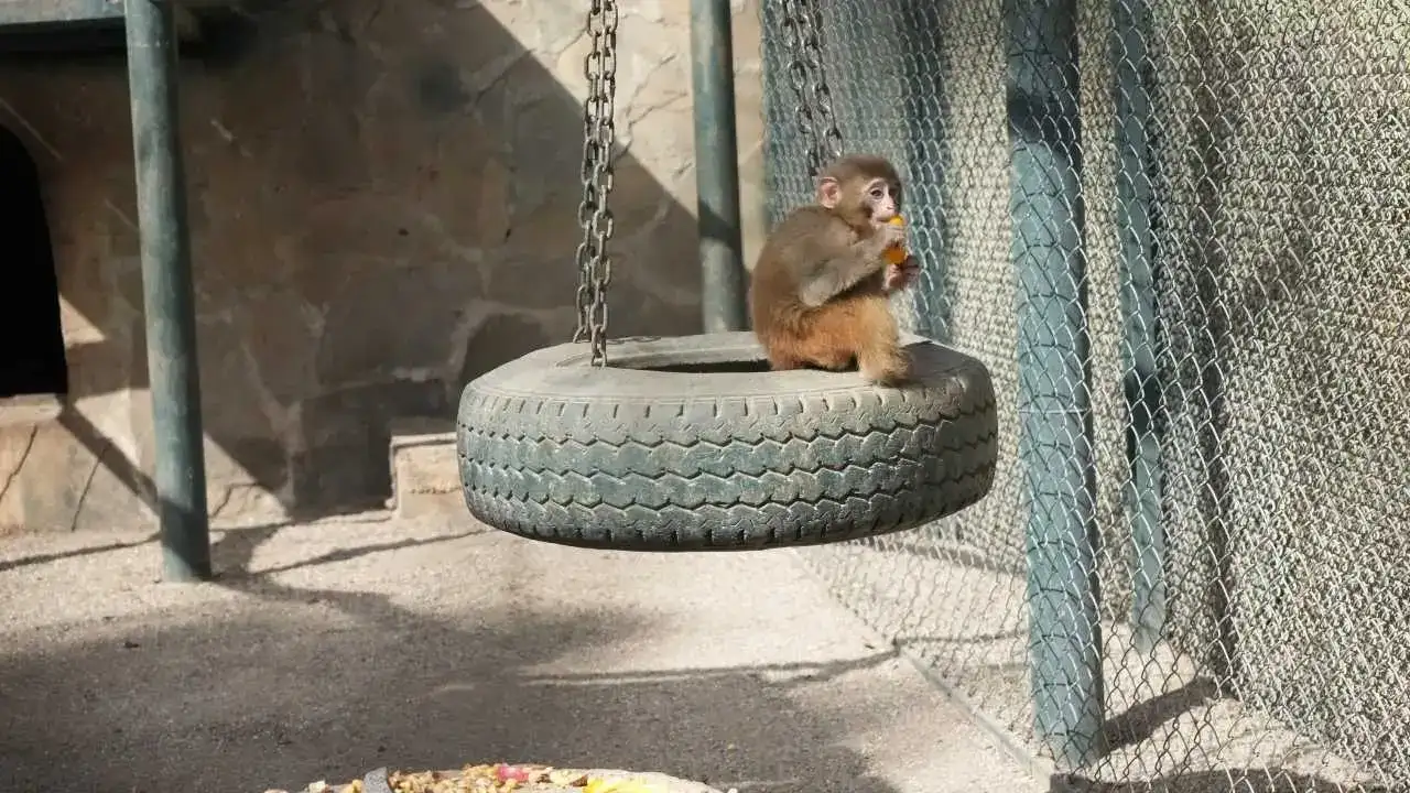 Antalya’ya Kaçak Gelen Fıstık Yeni Hayatına Merhaba Dedi! 9